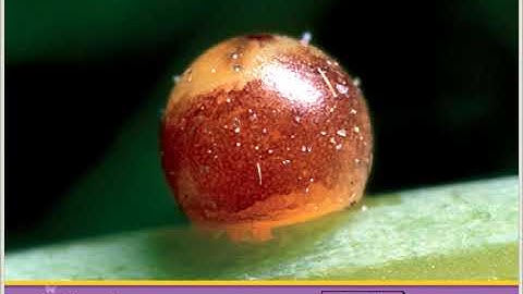 National Geographic Readers: Flutter, Butterfly! from Epic Online Books