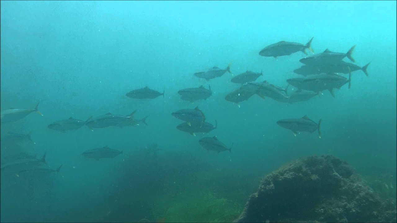SoCal Snorkeling Tours Yellowtail in Laguna Beach YouTube