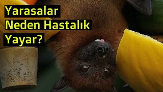 Yarasalar Neden Hastalık Yayar?