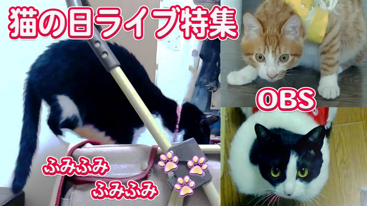 猫カフェ 横浜 Cat of the day ☆ 2 May 22, live! Enjoy the functions of the memories is full ♡ OBS! - 2017 02 22