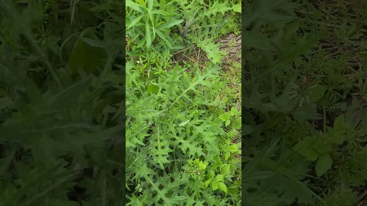 bull thistle foraging 