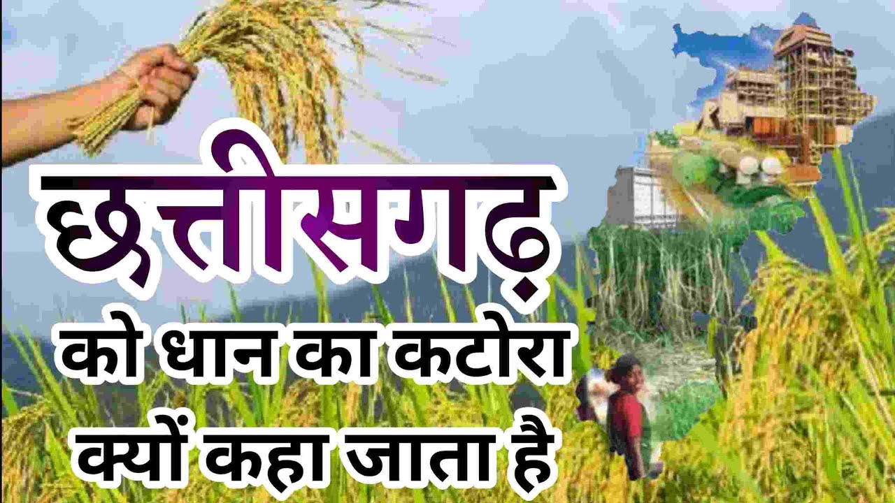 छत्तीसगढ़ को धान का कटोरा क्यों कहा जाता है Why Chhattisgarh is