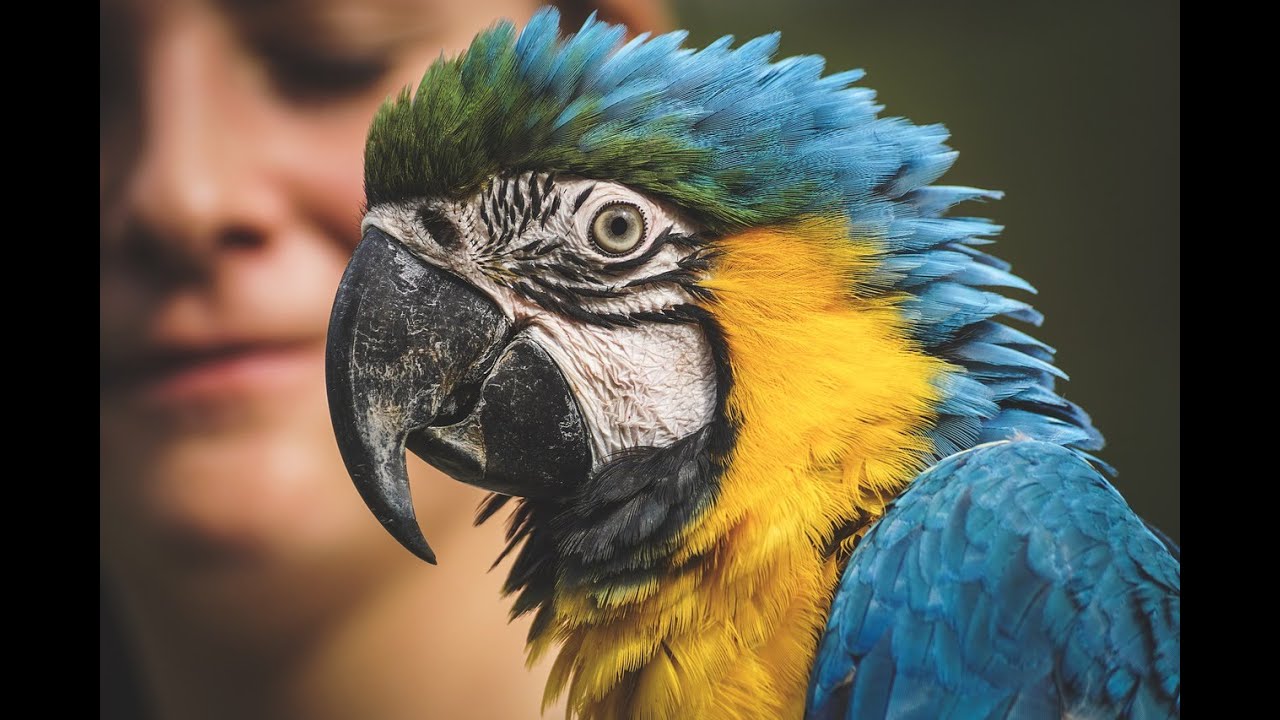 Test your Tv colors with HD video in 4k test video YouTube