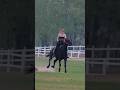 Black Horse Riding Queen 🖤🐎 | Powerful Gallop & Elegant Style #shortsfeed #horse #horse #shorts