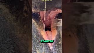 Big Thirst Solved! #ElephantTrunk#WildlifeMoment#AnimalFacts#NatureShorts