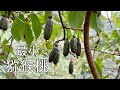 农村山里的猕猴桃，形如葡萄，酸酸甜甜口水流/kiwi fruit