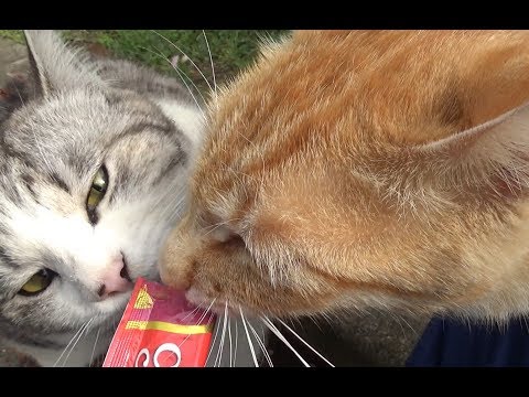 猫のチュール大戦争　【野良猫】【ＡＳＭＲ】