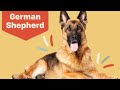 10 Fascinating Facts about the German Shephard | Dog Trivia | DAILY PAWS