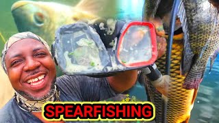 Monster Fish Speared! Incredible Catch ( it nuh tek bwoy fi duh this)