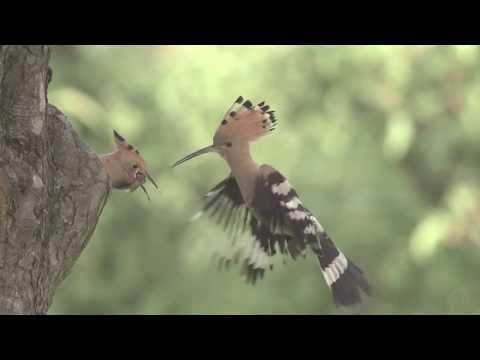 Video: Kā Izturēties Pret Putna Salauzto Knābi