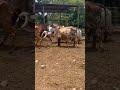 Bengala toro gyr novillas gyrolanda novillas nelore mocho
