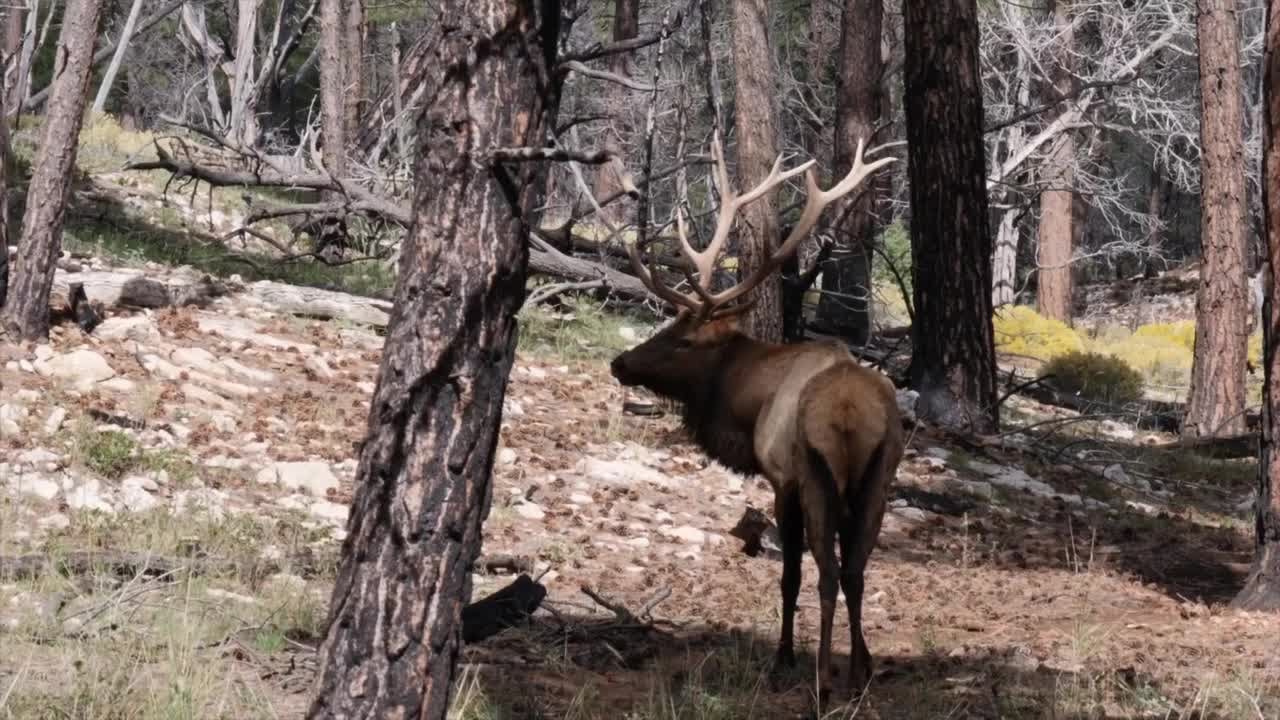 When Does General Hunting Season End In Montana When Does General Hunting Season End In Montana