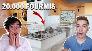 ON DÉMÉNAGE UNE ÉNORME COLONIE DANS UN MUSÉE !! Ft Fourmis.bio & Le Tillythropode