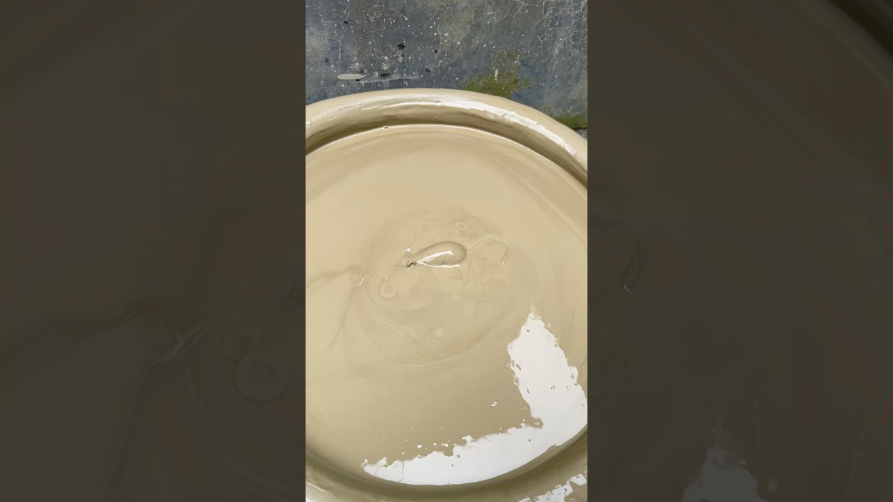 Cleaning Black Rat satisfying asmr