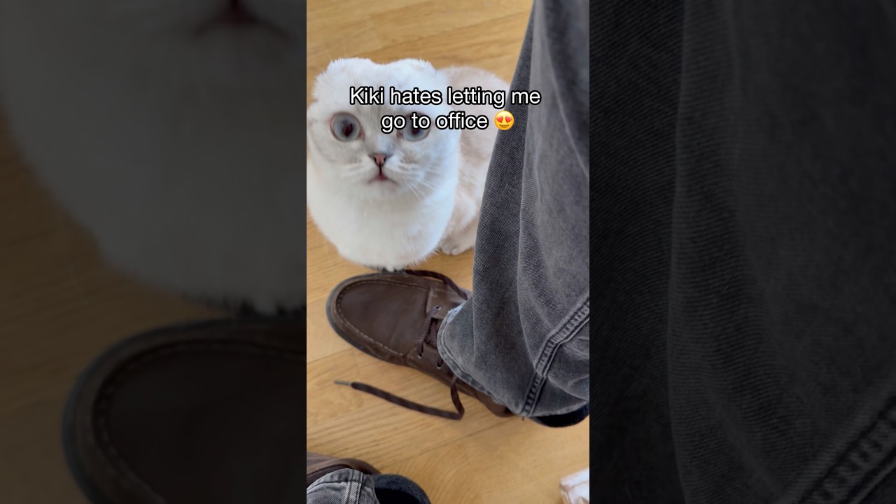 Кики ненавидит отпускать меня в офис 😍 