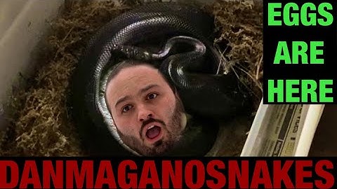 Episode 106:Sumatran short tail python eggs are here! Pulling and checking the clutch from Morticia