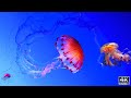 4 Hours of 4K Deep Blue Serenity - Colorful Vivid Jellyfish in Ultra HD