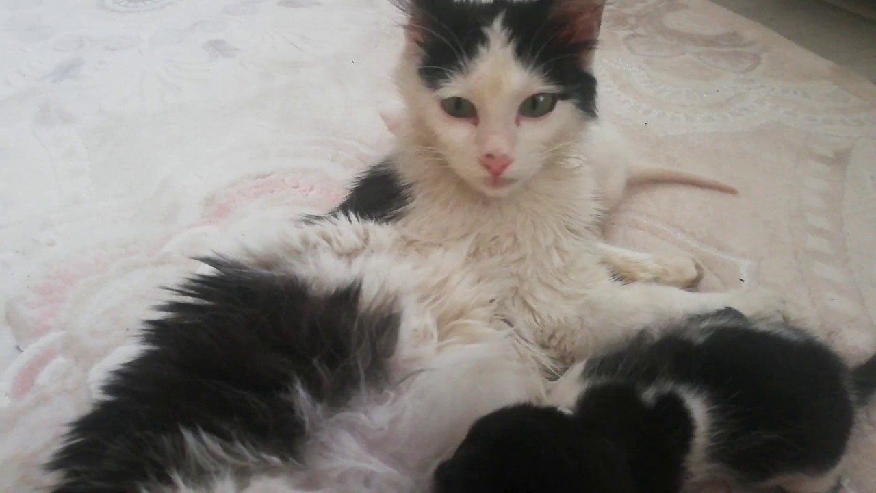 Kedi Mırlaması ve Yavru Kediler YouTube