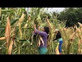 La Despunta de la milpa en Usulutan, El Salvador