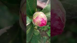 Download Lagu Blooming Camelia ⭕ MP3