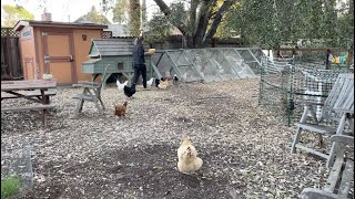 Life with Chickens - Bed Time