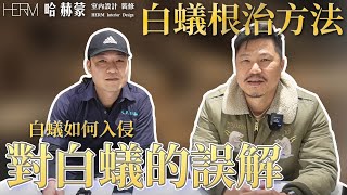 如何根治白蟻問題｜對白蟻的誤解｜檜木可以防白蟻 ?｜設計師豪哥