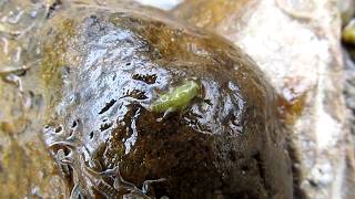 Green Nymph