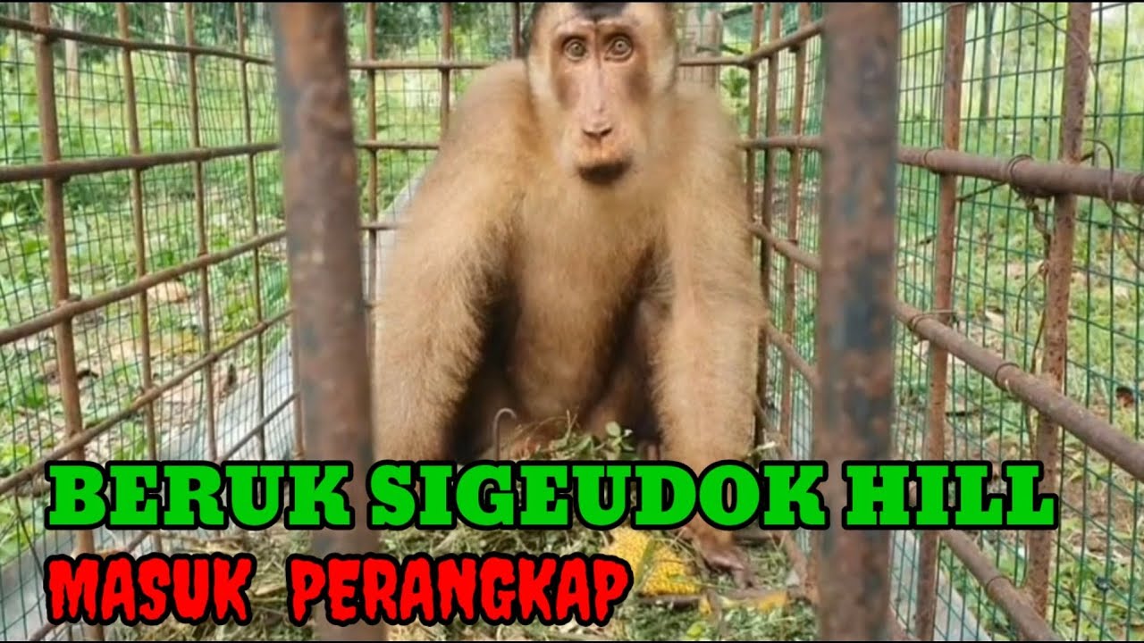 Beruk Sigeudok Hill Masuk Perangkap.