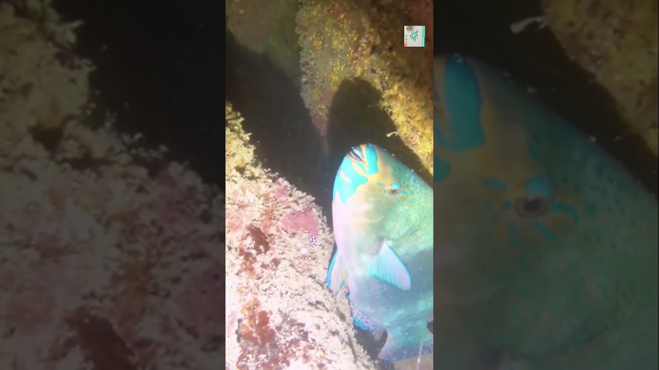 Why Do Parrotfish Sleep in Slime Bubbles? 🐠🫧 (Nature’s Weird Pajamas)