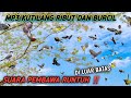 suara pikat burung kutilang vs burung kecil! MP3 ini cocok buat nipu