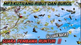 suara pikat burung kutilang vs burung kecil! MP3 ini cocok buat nipu