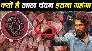 आखिर लाल चन्दन लकड़ी इतना महंगा क्यों बिकता है? क्या होता है इसमें ?why red sandalwood so expensive