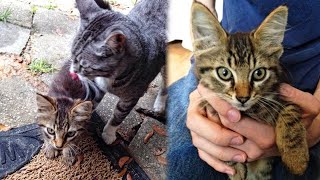 House Cat Brought In a Stray Kitten And Insists On Keeping It For Herself by BazPaws 13,766 views 7 days ago 1 minute, 38 seconds