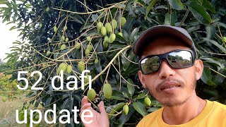 Mango at 52 days balot free update