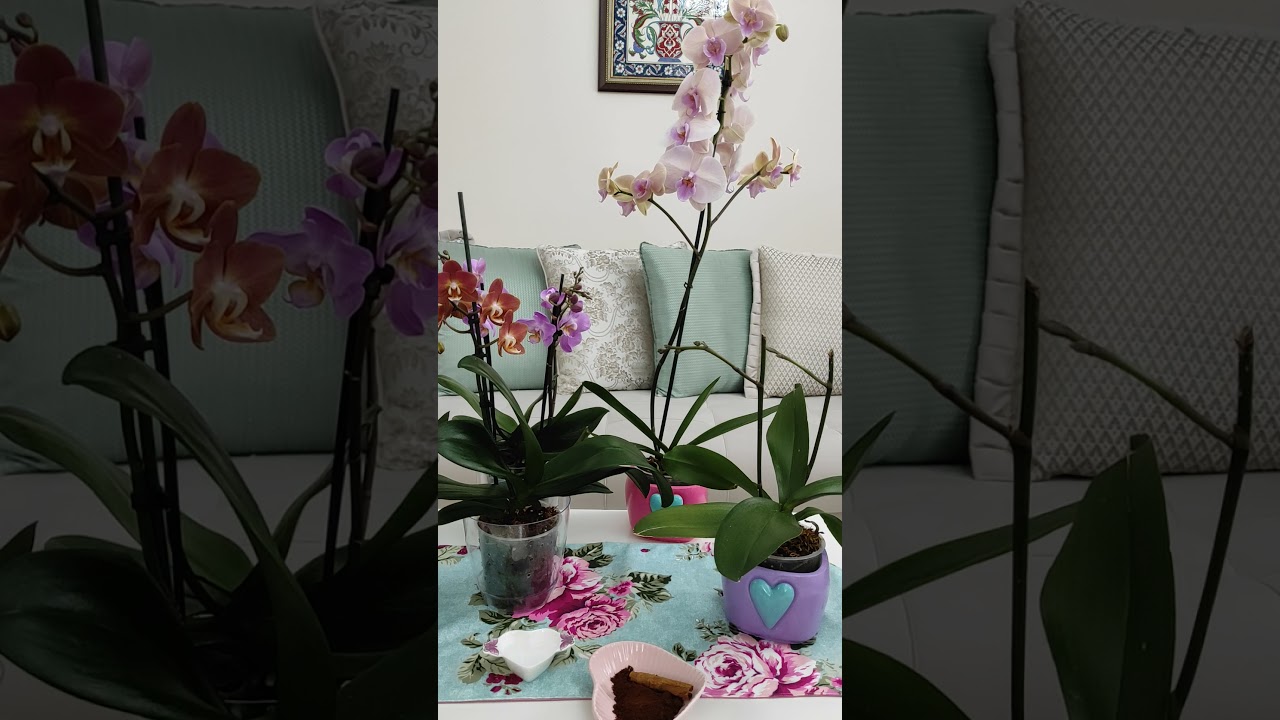 Orkidelerde böceklenme varsa ne yapmalıyız 😊