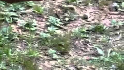 MP5 Failure to Extract