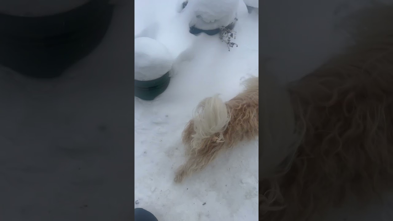 Собака Батон