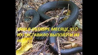 УЖИ В ОКТЯБРЕ ,ПОЧЕМУ НЕ В ЗИМНЕЙ СПЯЧКЕ, ПОБЫЛИ СДВИГИ УЖИ В ОКТЯБРЕ ,ПОЧЕМУ НЕ В ЗИМНЕЙ СПЯЧКЕ, ПОБЫЛИ СДВИГИ