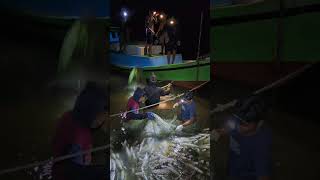 7 Month Old Milkfish