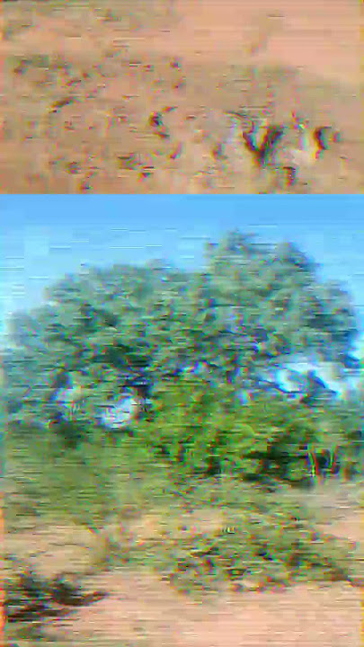 Diphala txa bolobedu