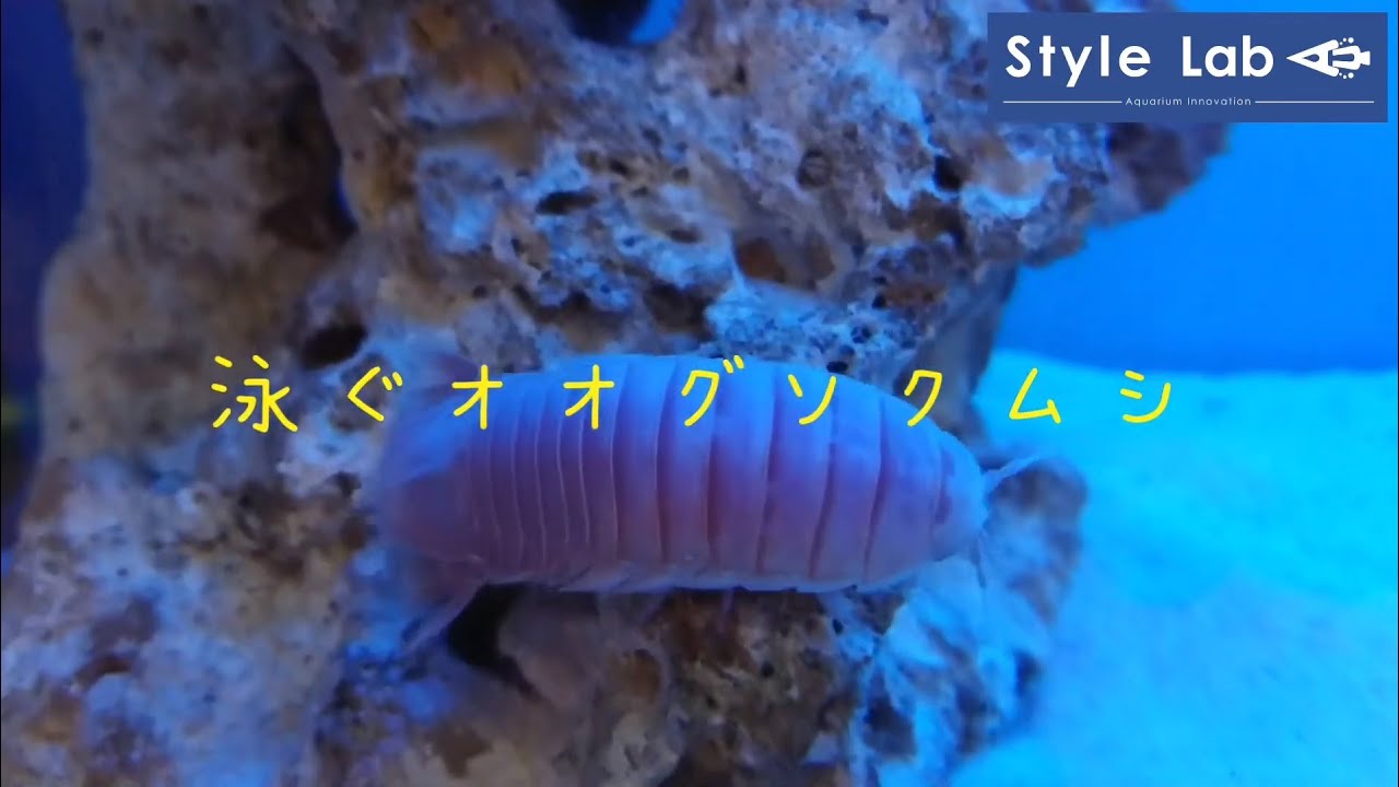 深海生物 泳ぐオオグソクムシ Youtube