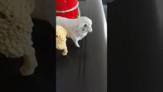 The Sheeps On The Farm