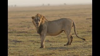 Lions in Amboseli National Park, Kenya, Africa by Canon 70D & 300mm Prime Len