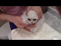 How to Apply Powder to the fur around the eyes - Silver Persian Kitten