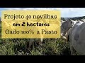 #1  PROJETO PASTEJO ROTACIONADO   40 CABEÇAS EM 2 HECTARES   vídeo1