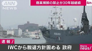 日本政府、IWC脱退の方針固める　年内に表明へ(18/12/20)