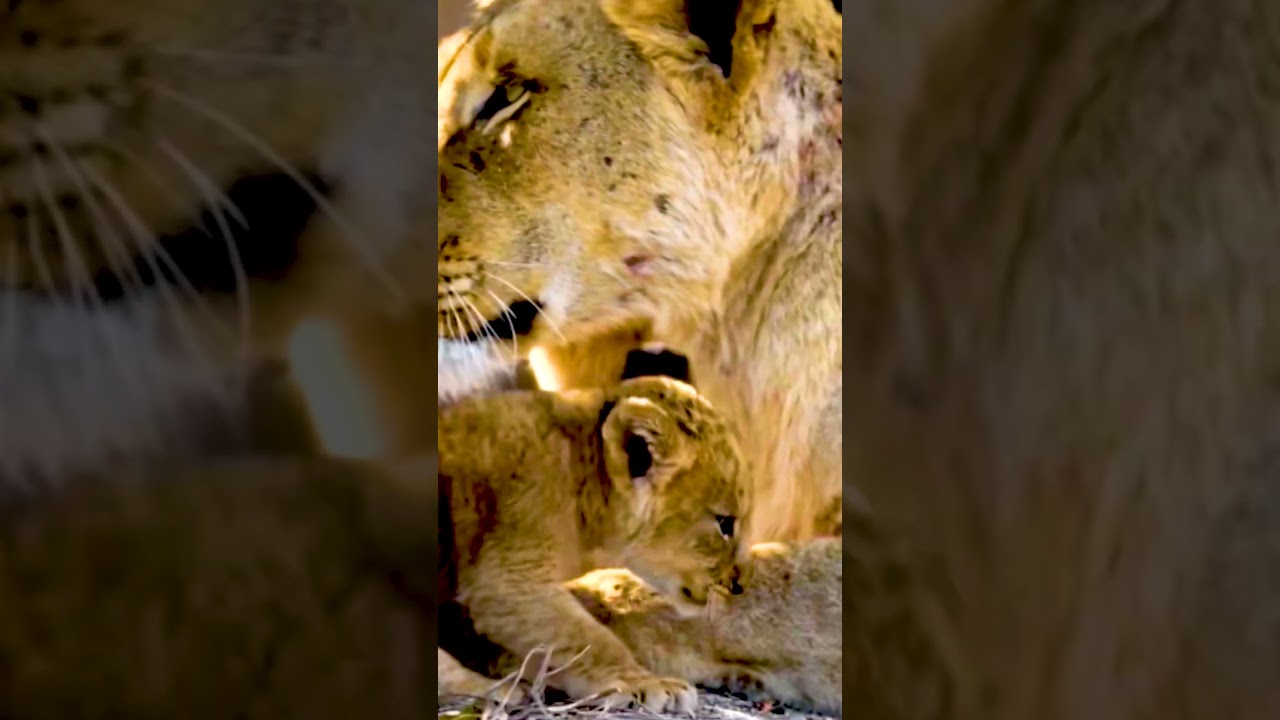 Relaxing Lion Family Scenes with African Ambience8