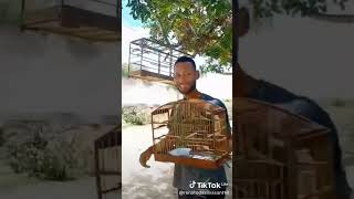 sil Sil papa capim macaquinho baiano