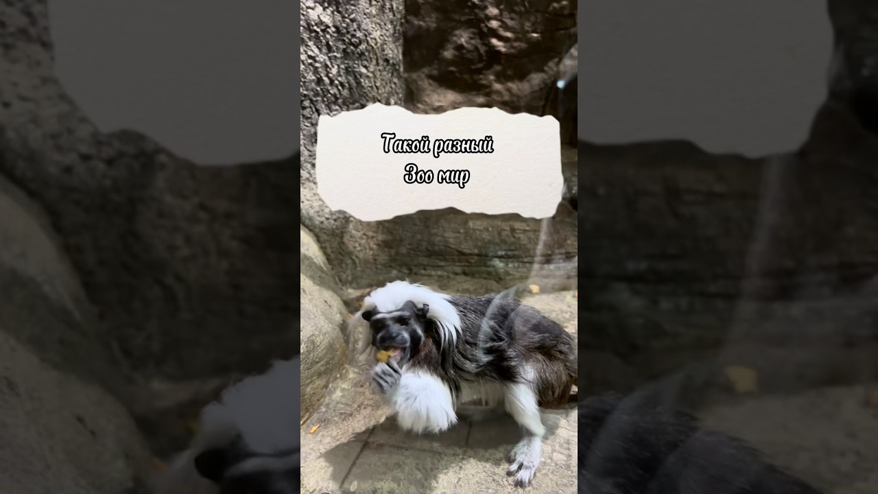 Diverse wildlife Животный мир