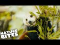 Red Pandas Move to a New Home at Longleat Zoo | FOTA: Into The Wild | Nature Bites